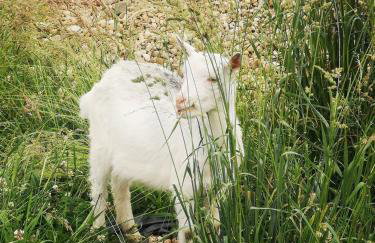 Domek na łące - Foto 7