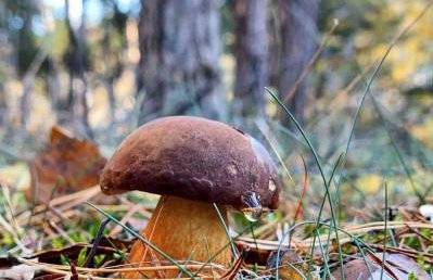 Sosnowy Azyl - Foto 38