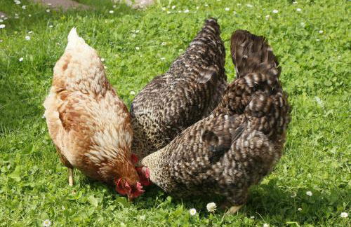 La Casa de Consuelo 3 - Foto 31