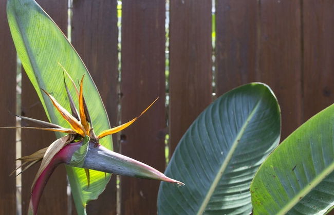 Flower Pot Complex - Foto 48