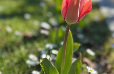 Holiday Home Sovenigo - Foto 6