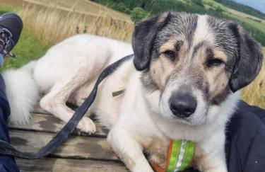 Eifel Urlaub mit Hunden Ferienhaus Schwalbennest Schalkenmehren - Foto 18