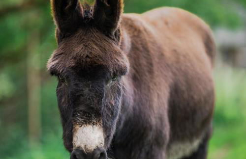 Chez Bernadette Alsace prox Route des Vins et Europa Park Rulantica - Foto 14