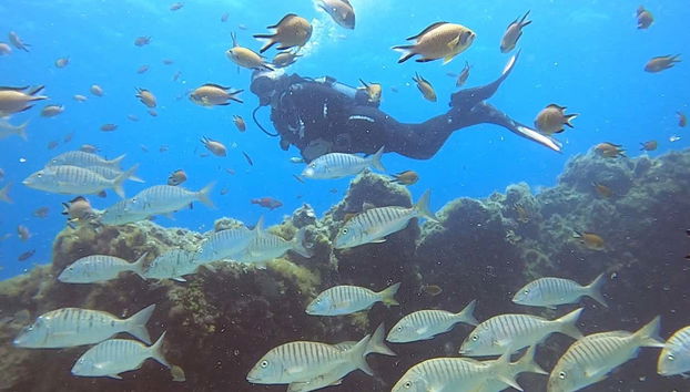 Imersão do Curso PADI Scuba Diver