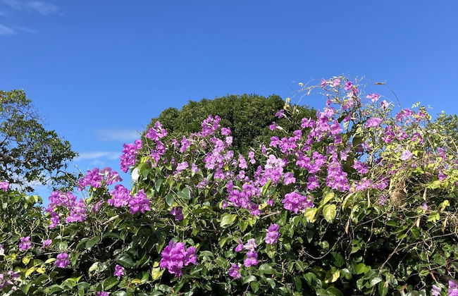 La Maracuyá - Photo 41