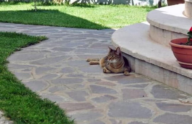 Villa Chiara - Photo 57