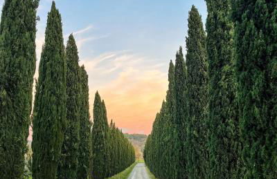 Fattoria Fibbiano - Foto 31