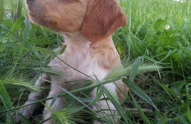 Borgo Buciardella - Foto 16