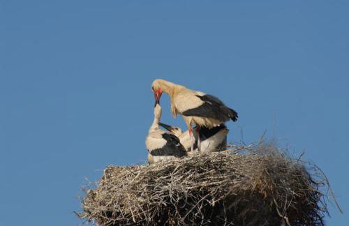 Casa da Aldeia - Foto 35