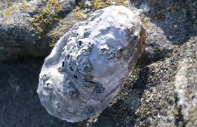 Grommy`s 2 Eckwarden - Foto 29