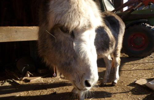 Ferienhof Haus Sulztal - Foto 26