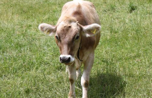 Ferienwohnung Gipfelblick - Foto 15
