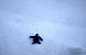 Holiday Surf and Racquet Unit 612 - Foto 24