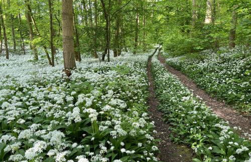 Ferienwohnung Osterwieck Mittelstraße 4 - Foto 27