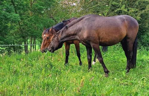Studio indépendant - Foto 8