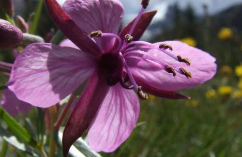 Residence Iris BeB - Foto 23