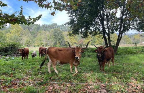Casa dos Cortelhas - Foto 34