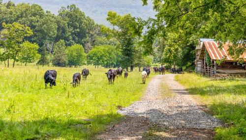 Quail Run Farm House, 15 Mins to Chattanooga - Foto 3