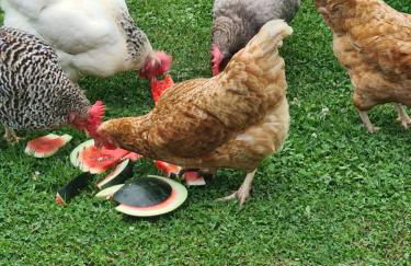 FeWo am Stöckelchen WW - Foto 13