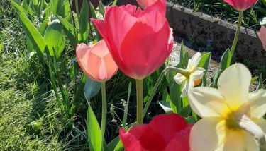 Ferienwohnung Morgensonne - Foto 2, Garden, Garden view