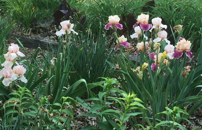 Cherokee mountain log cabin resort - Foto 57