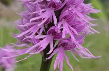 Ollar do Cido - Foto 24