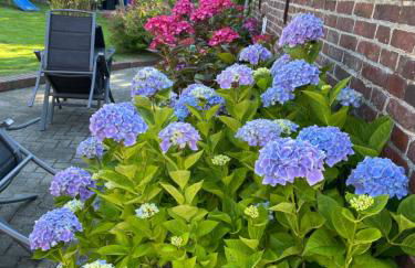 Seestern am Naturstrand - Foto 33