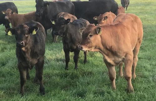 Berryhill East Steading - 3 bedroom 2 bathroom self-catering - sleeps 6 - Private off-road parking - Yard & Shed - Suit Contractors - Peterhead 1 mile - Newly Refurbished - Underfloor Heating - Drying Room - Golf Driving Range - Cafe - Extensive Footpaths - Foto 28