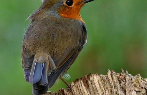 Ediths Haus - Foto 12