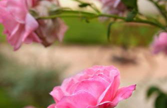 Chronis Family Villas - Foto 7