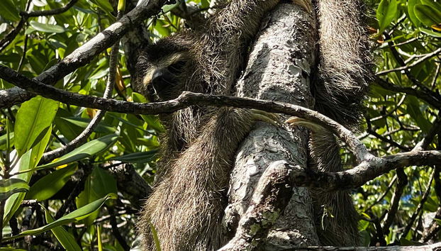 Paresseux pygmée à trois doigts
