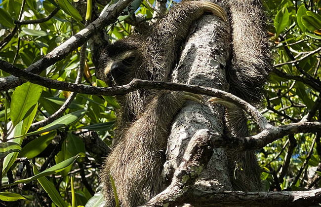 Excursión a Isla Escudo de Veraguas - Foto 4