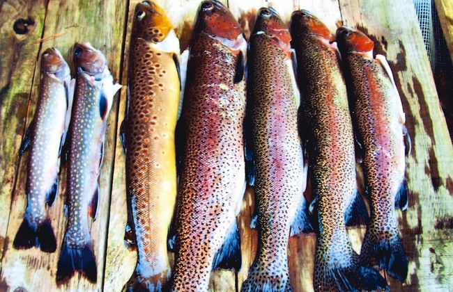 Apartment in Alsace With Private Terrace - Foto 12