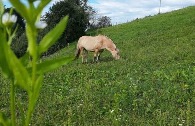 Apartment in St. Stefan im Rosental - Foto 21