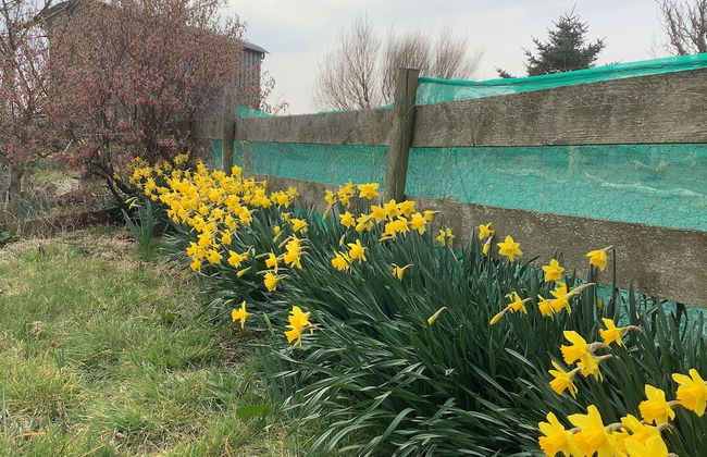 Bespoke Hand Built Shepherds Hut in Dunbeath - Foto 16