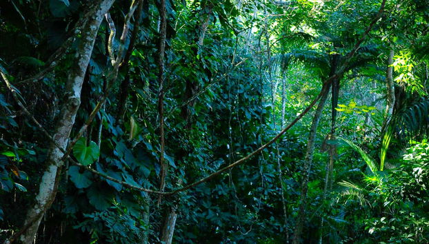 Praia do Sono Hiking Tour - Foto 4