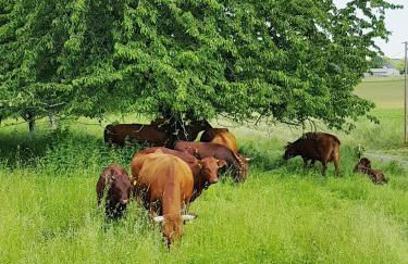 Ferienwohnung am Viaduktweg Familie Roman - Foto 31