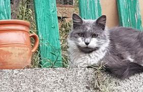 villa Angelina house - Foto 14