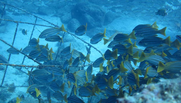 Contemplez un banc de poissons