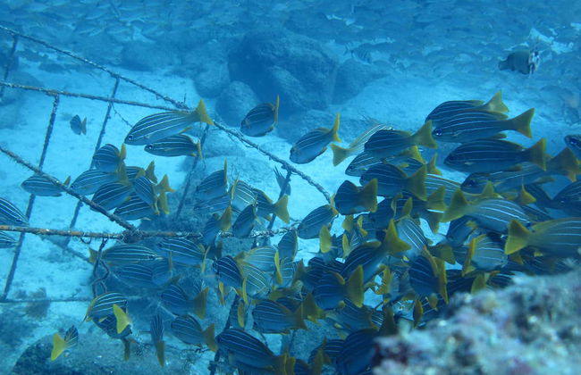 Snorkeling à Dénia - Photo 4