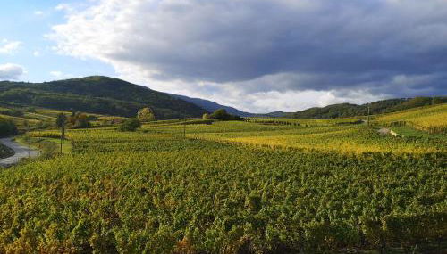 Cocon de caractère au cœur des vignes Alsaciennes - Foto 3