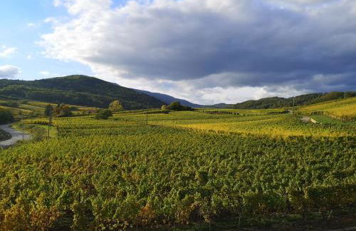 Cocon de caractère au cœur des vignes Alsaciennes - Foto 3