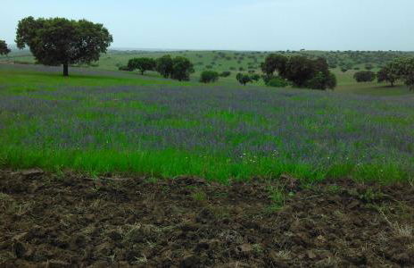 Casa BENVINDHA - Foto 38