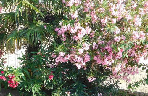 Apartments Villa Rosa - Foto 33