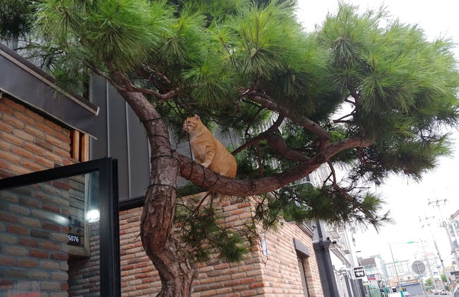 Boryeong Laon Pension - Foto 66