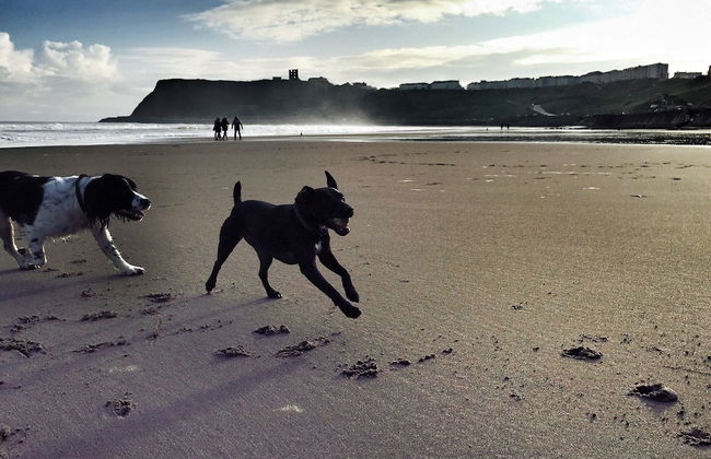 Five Star Stays - Foto 56