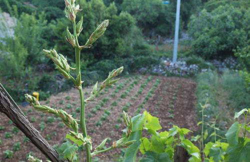 Holiday Home Loznati - Foto 38