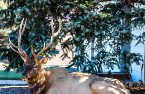 Buffalo Woods 216 - Wildernest - Foto 49