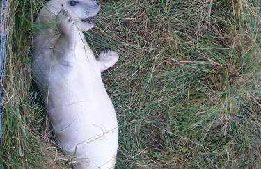 Coastal Annex at Saltfleet - Foto 46