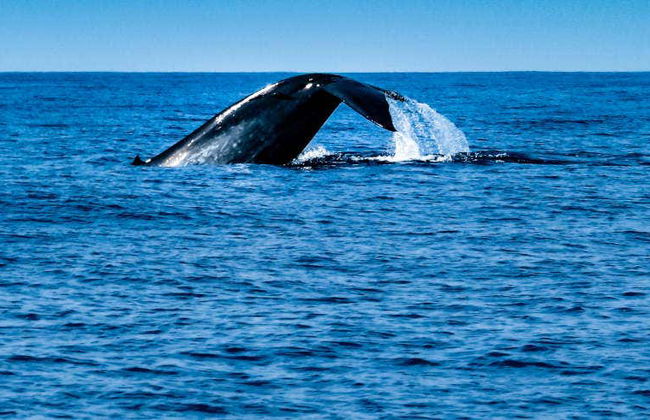 Observation de cétacés à Mirissa - Photo 2
